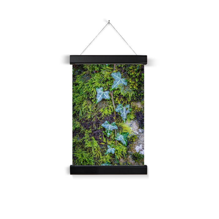 Ivy Clad Fine Art Print with Hanger