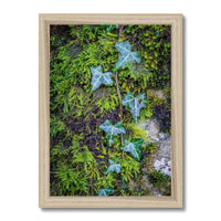 Ivy Clad Framed Print