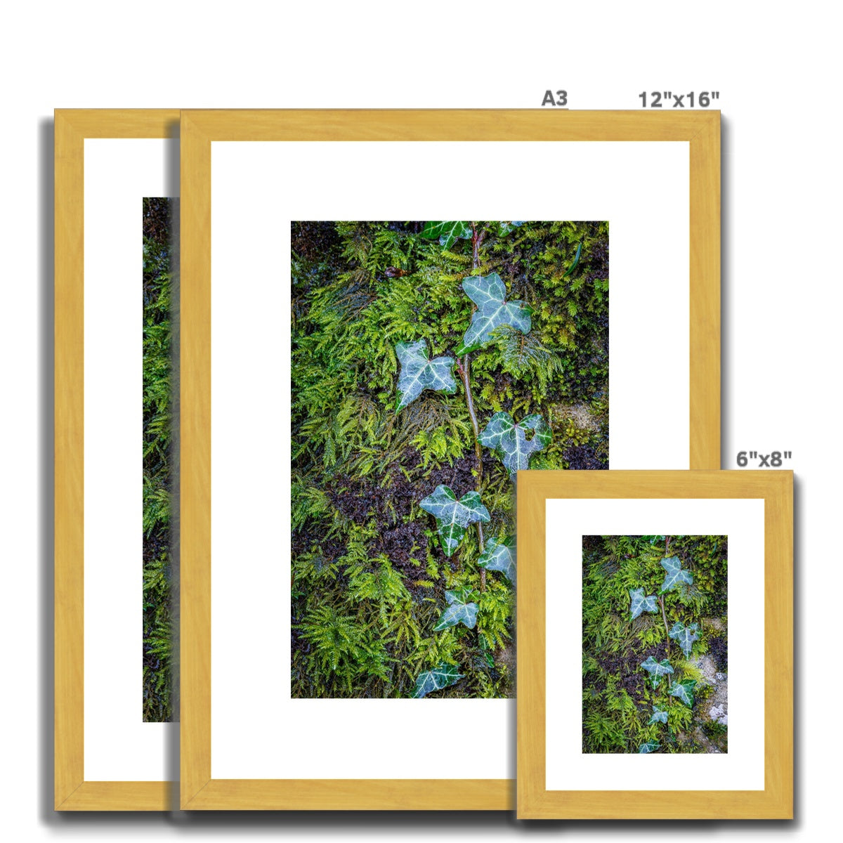 Ivy Clad Antique Framed & Mounted Print