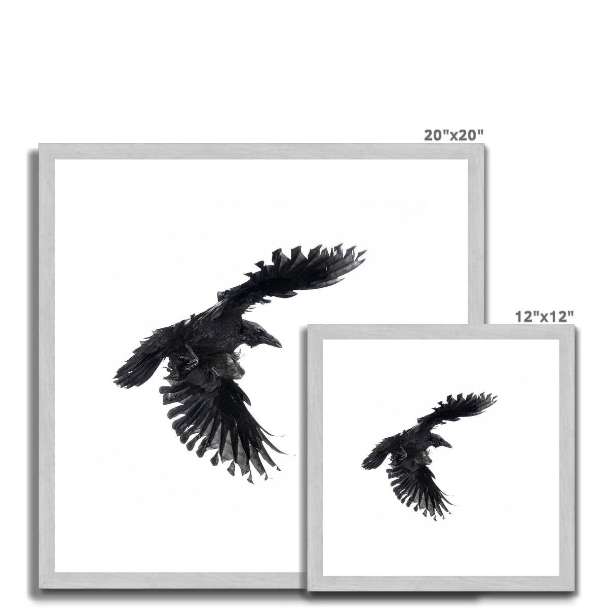 Raven 1 Antique Framed & Mounted Print