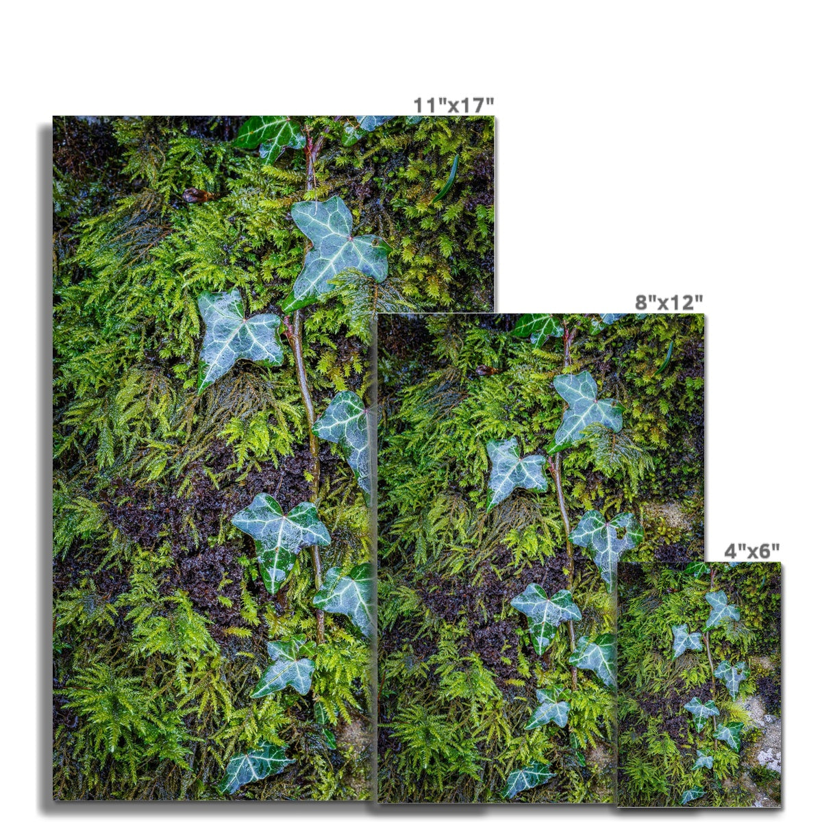 Ivy Clad Wall Art Poster