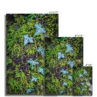 Ivy Clad Wall Art Poster