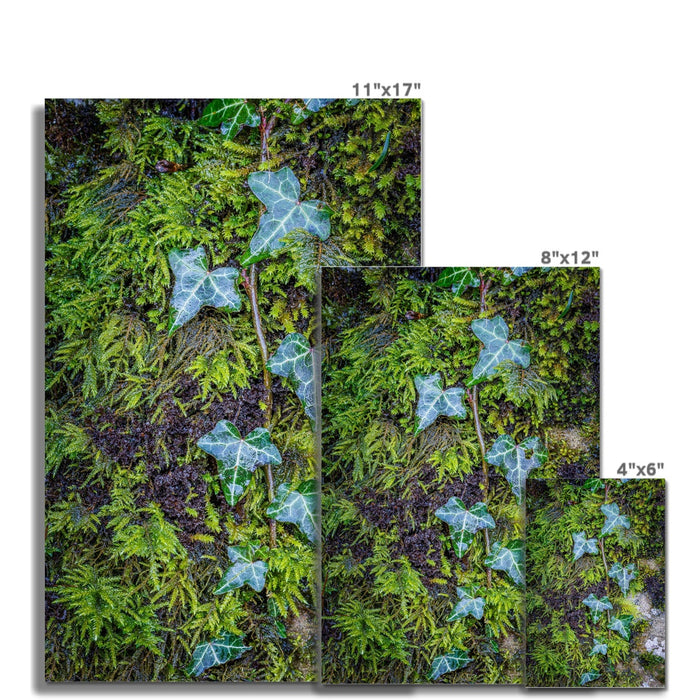 Ivy Clad Wall Art Poster