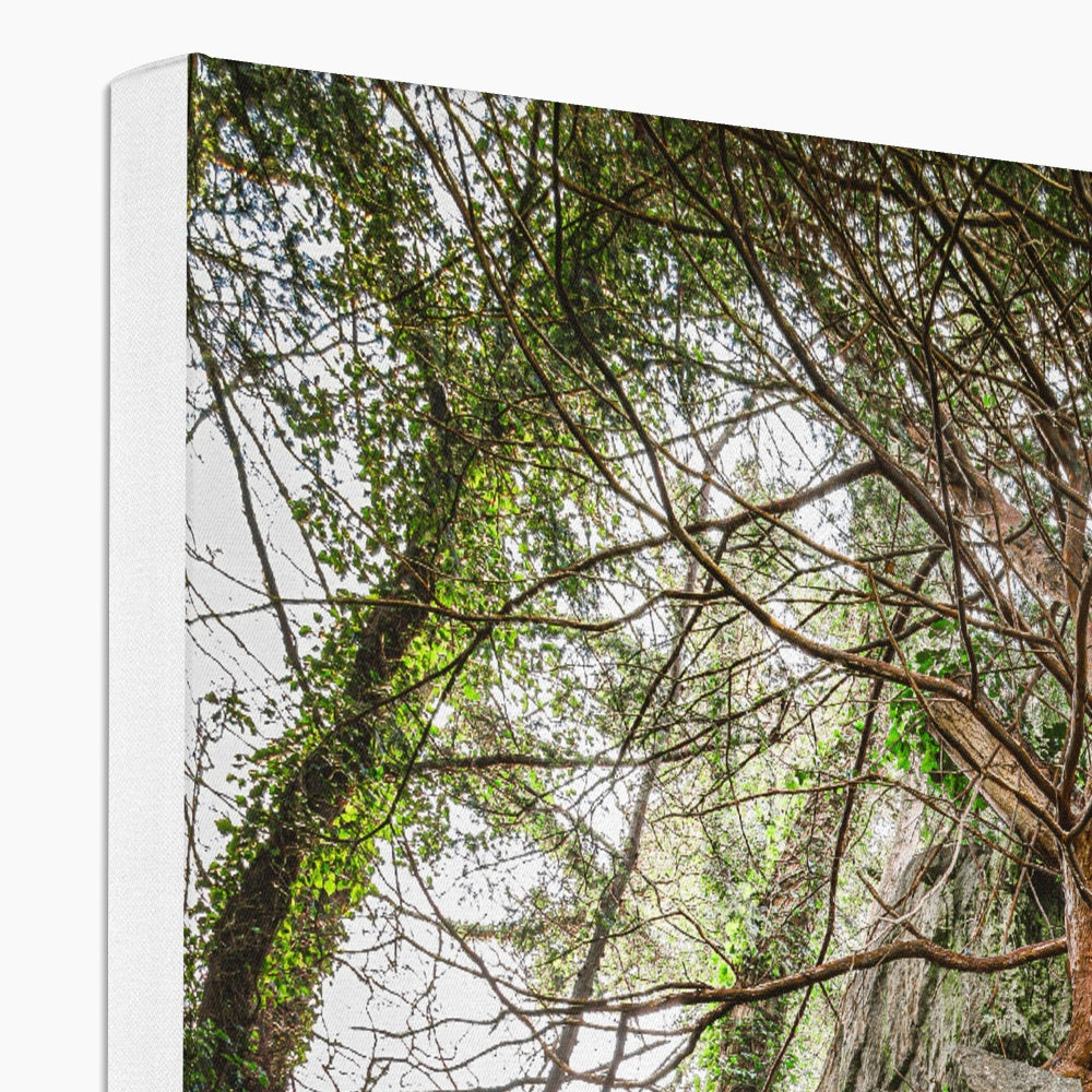 Boulder and Yew Canvas
