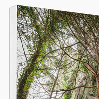 Boulder and Yew Canvas