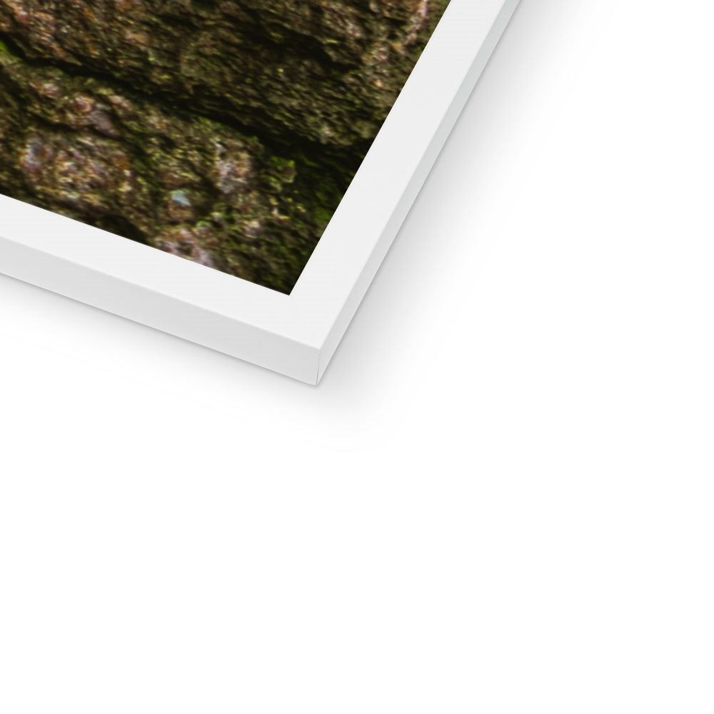 Boulder and Yew Framed Print