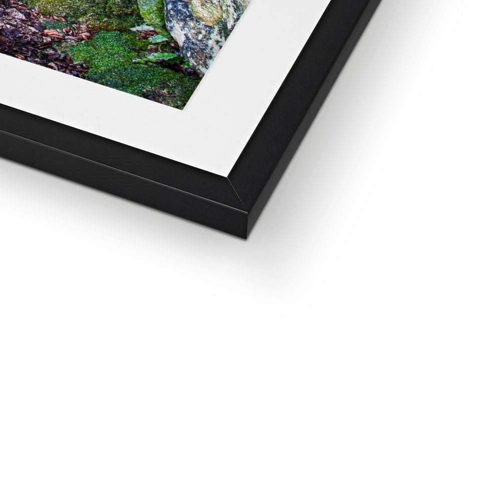 Yew guardian Framed & Mounted Print