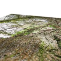 Boulder and Yew Canvas