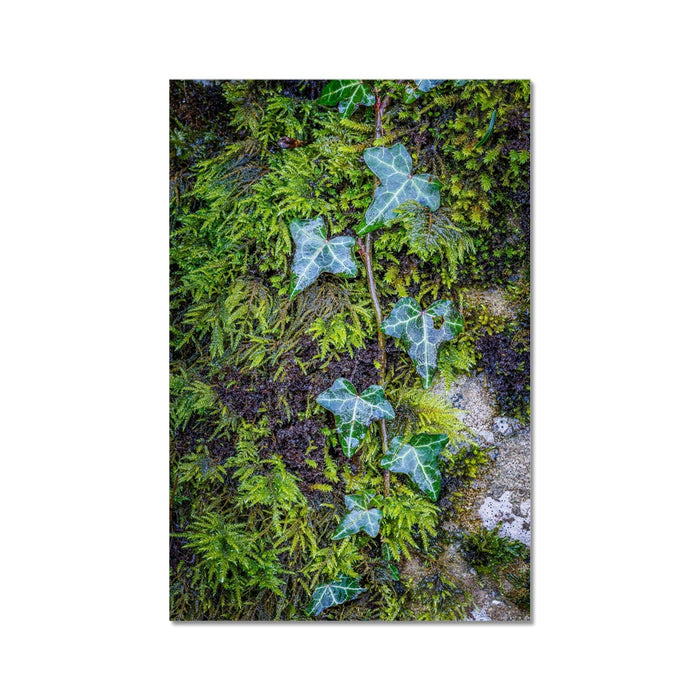 Ivy Clad Wall Art Poster