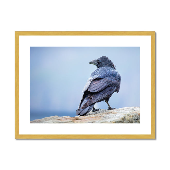 The Raven of Ireland Antique Framed & Mounted Print