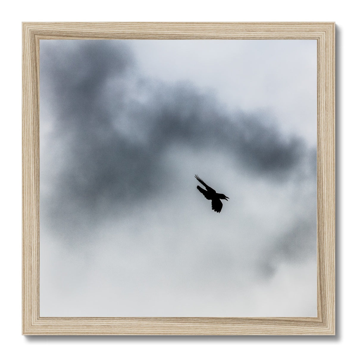 Storm Raven 3 Budget Framed Poster