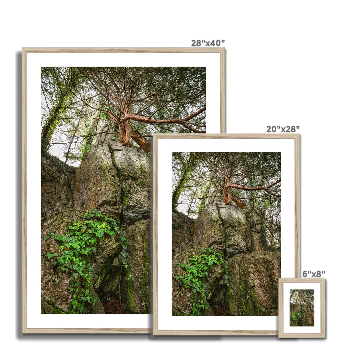 Boulder and Yew Framed & Mounted Print