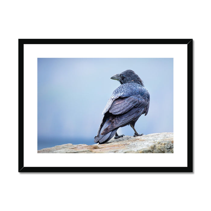 The Raven of Ireland Framed & Mounted Print
