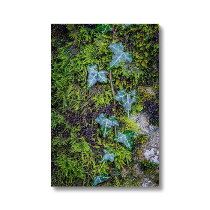 Ivy Clad Canvas