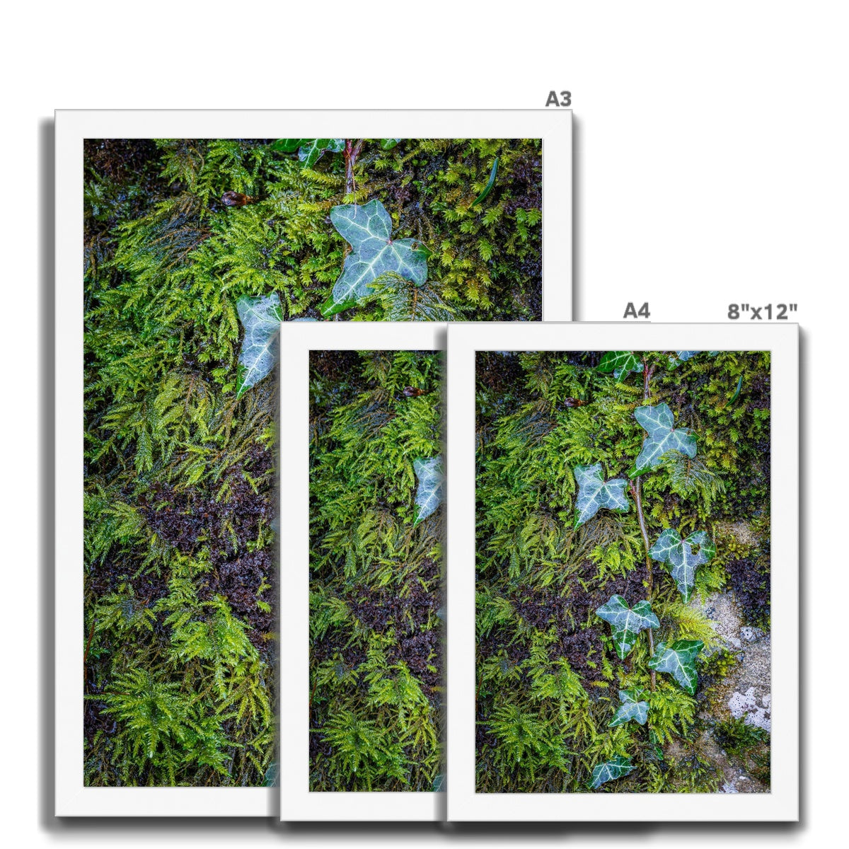 Ivy Clad Framed Print