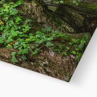 Boulder and Yew Canvas