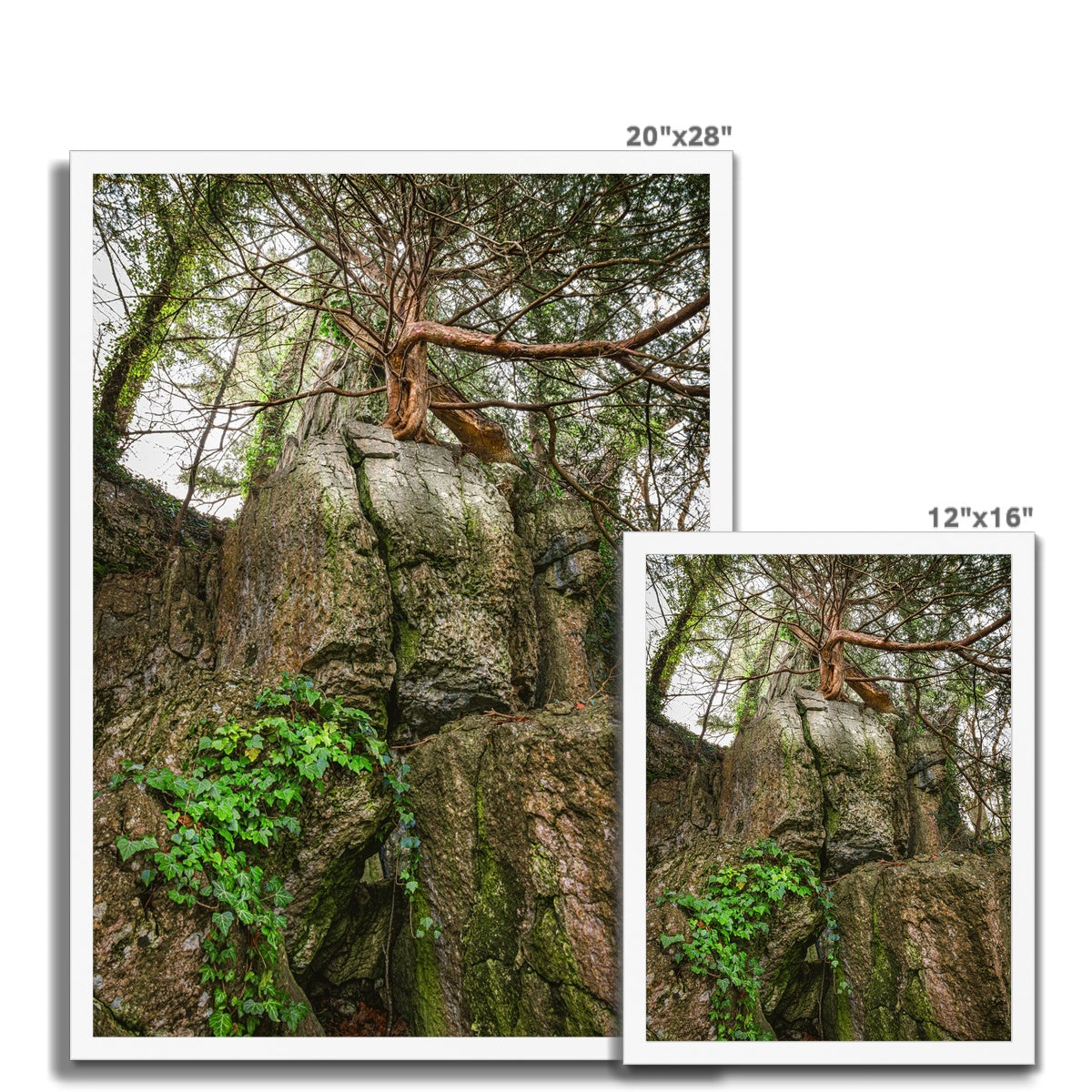 Boulder and Yew Budget Framed Poster