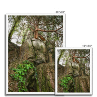 Boulder and Yew Budget Framed Poster
