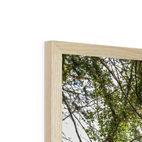 Boulder and Yew Budget Framed Poster