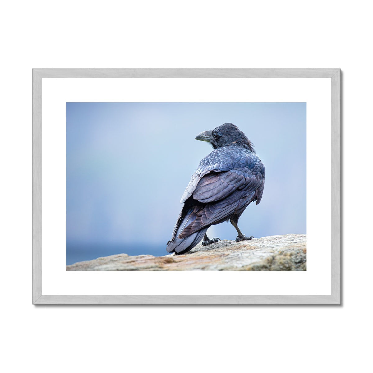 The Raven of Ireland Antique Framed & Mounted Print