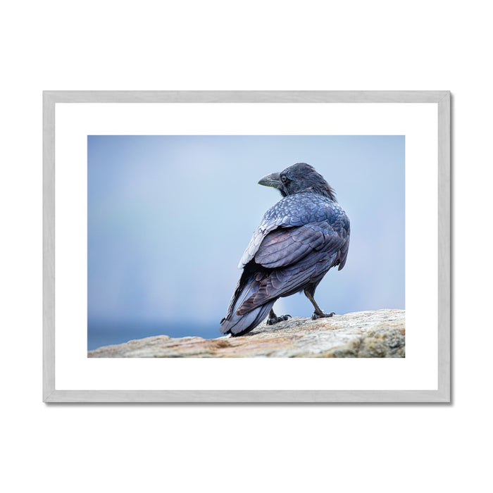 The Raven of Ireland Antique Framed & Mounted Print