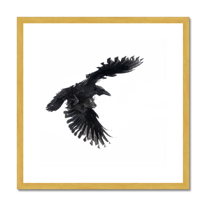 Raven 1 Antique Framed & Mounted Print
