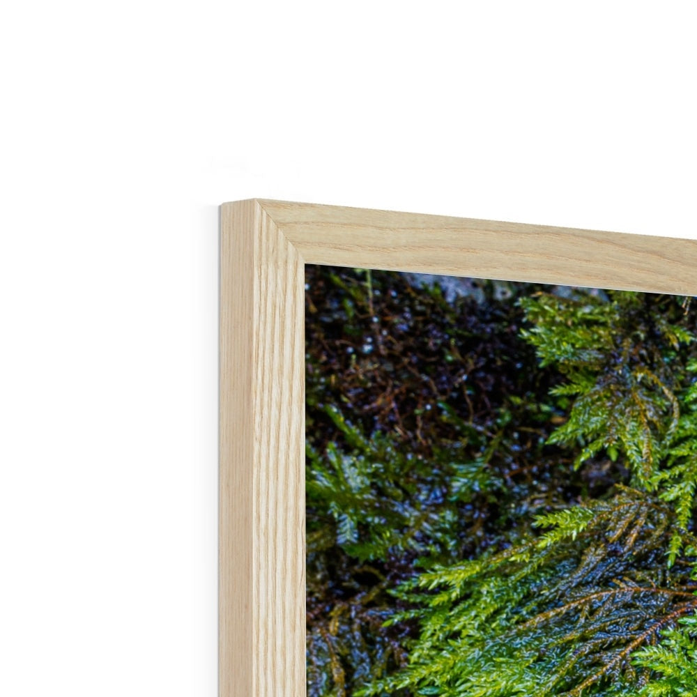 Ivy Clad Framed Print