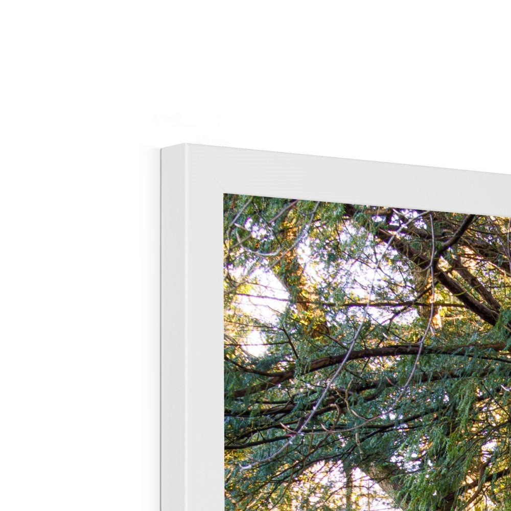 Woodwell Mystery Framed Print