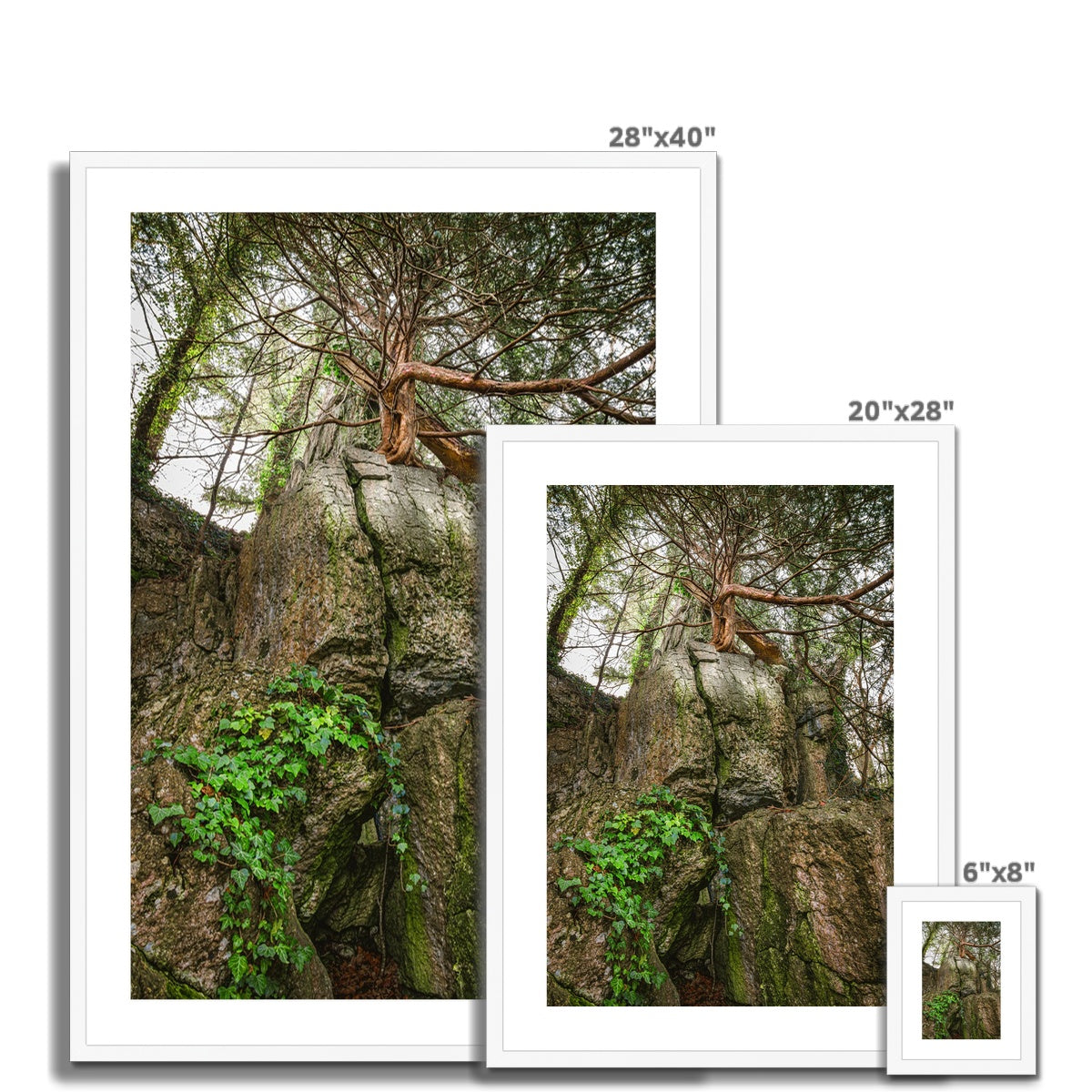 Boulder and Yew Framed & Mounted Print