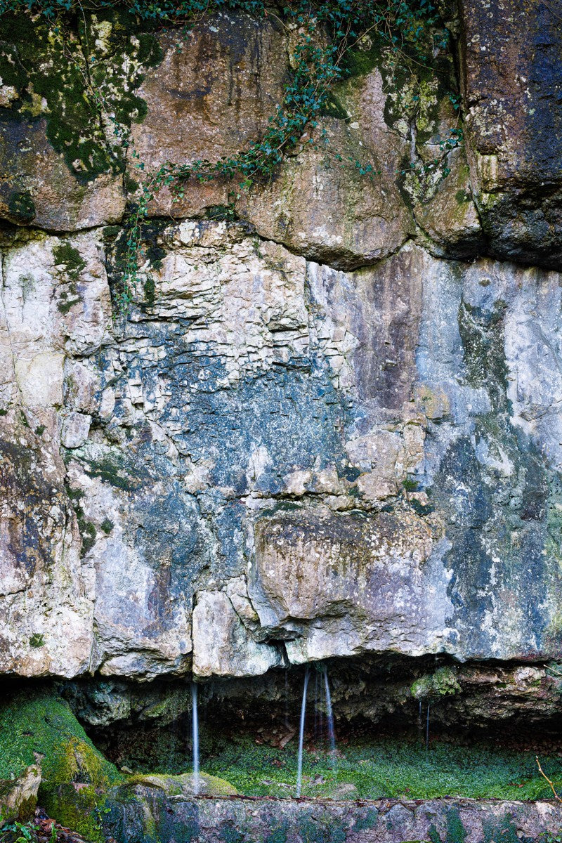 Limestone and Ivy