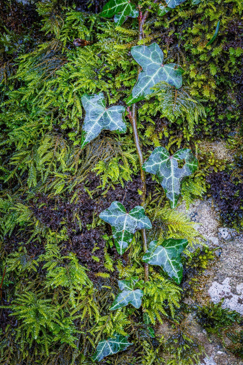 Ivy Clad