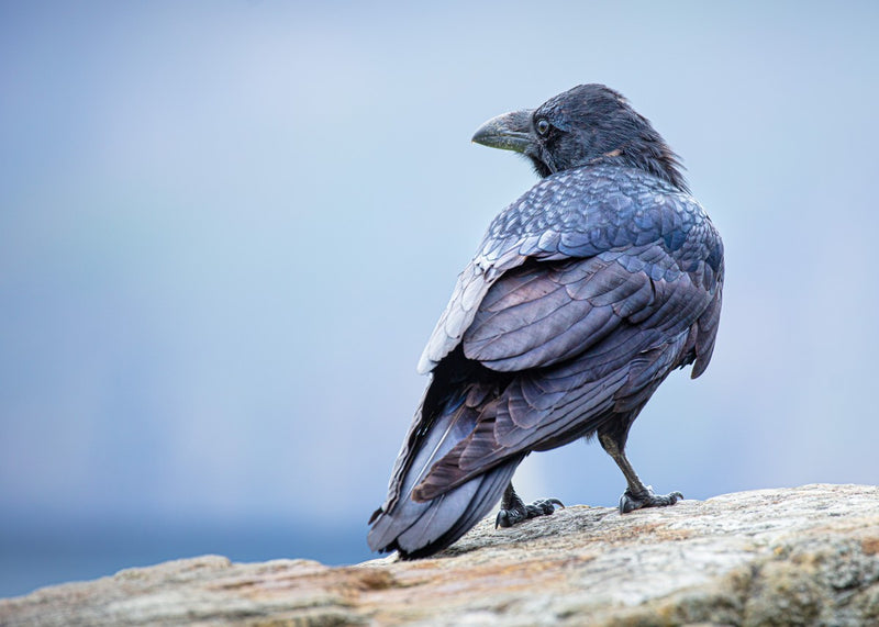 The Raven of Ireland