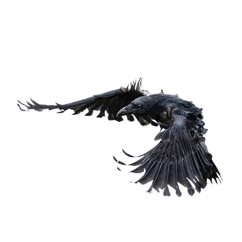 Raven 2