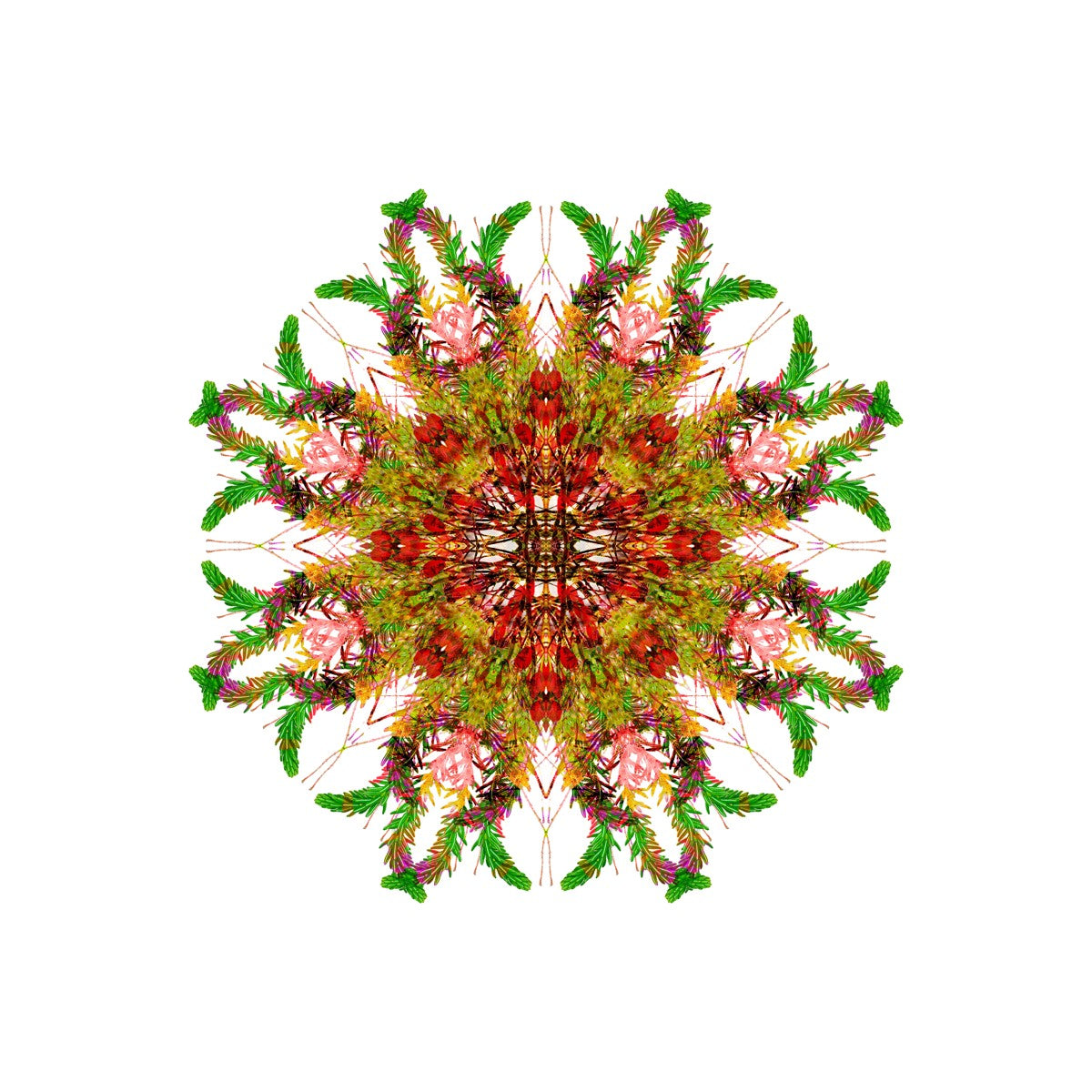 Bounty Mandala