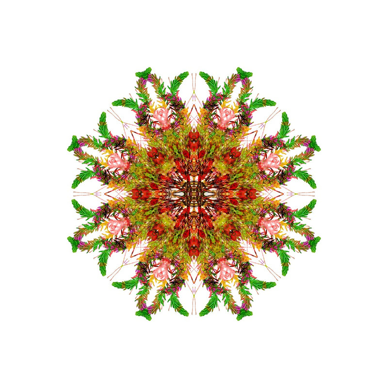 Bounty Mandala