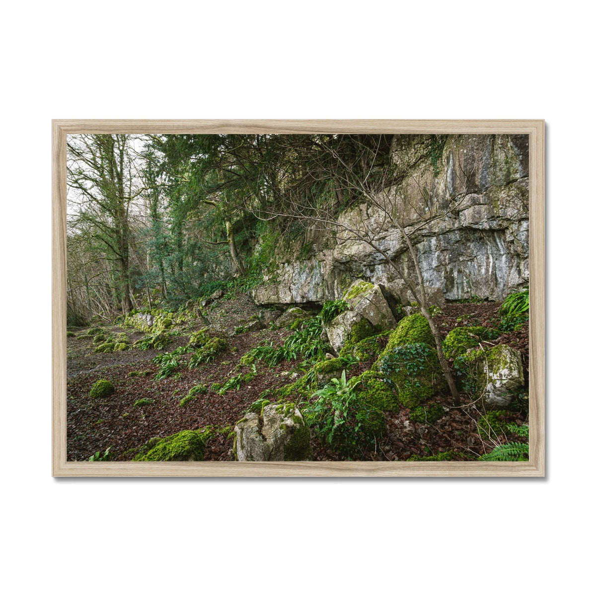 Woodwell Secrets Framed Print