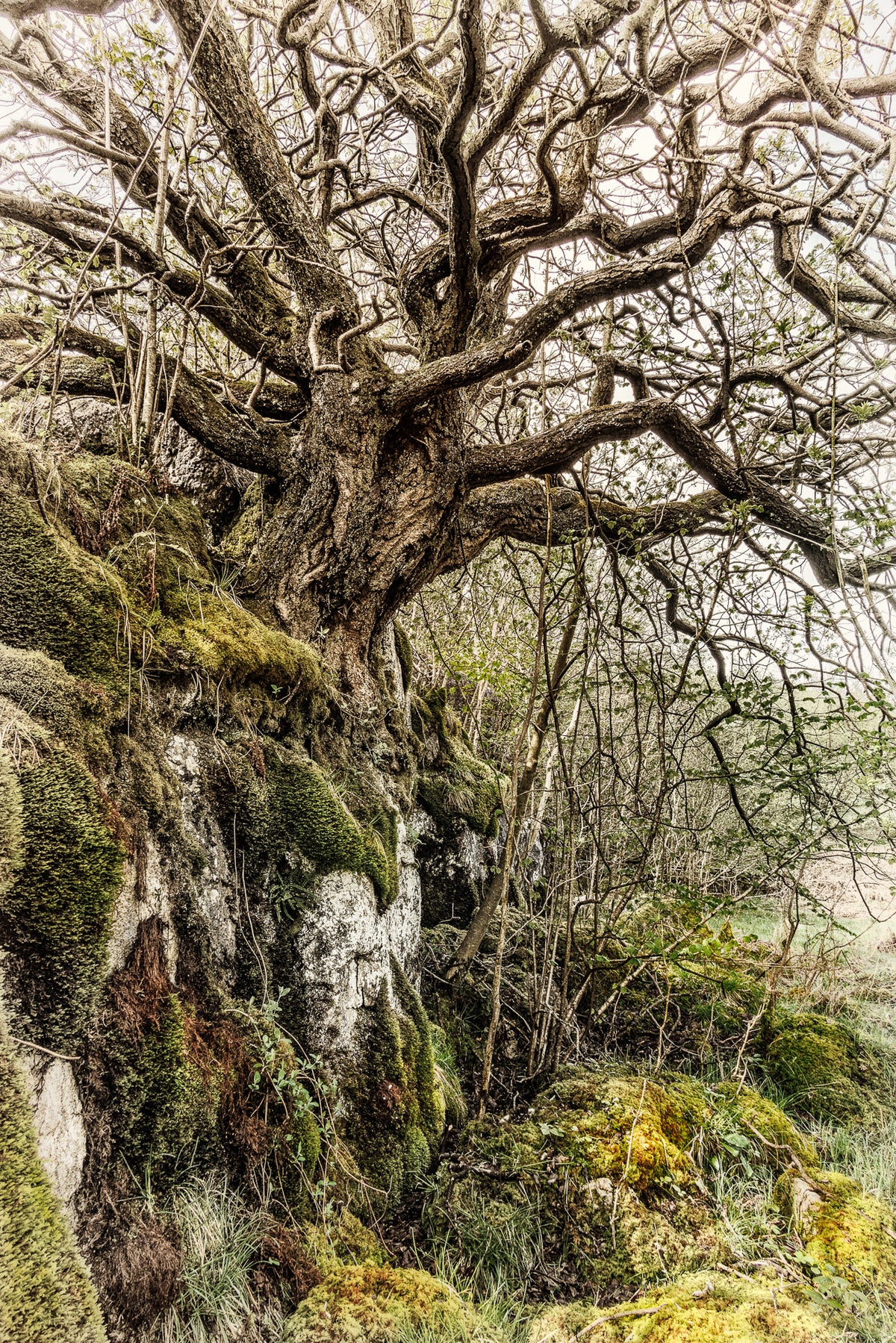 Mother Willow Artist's Proof Fine Art Print