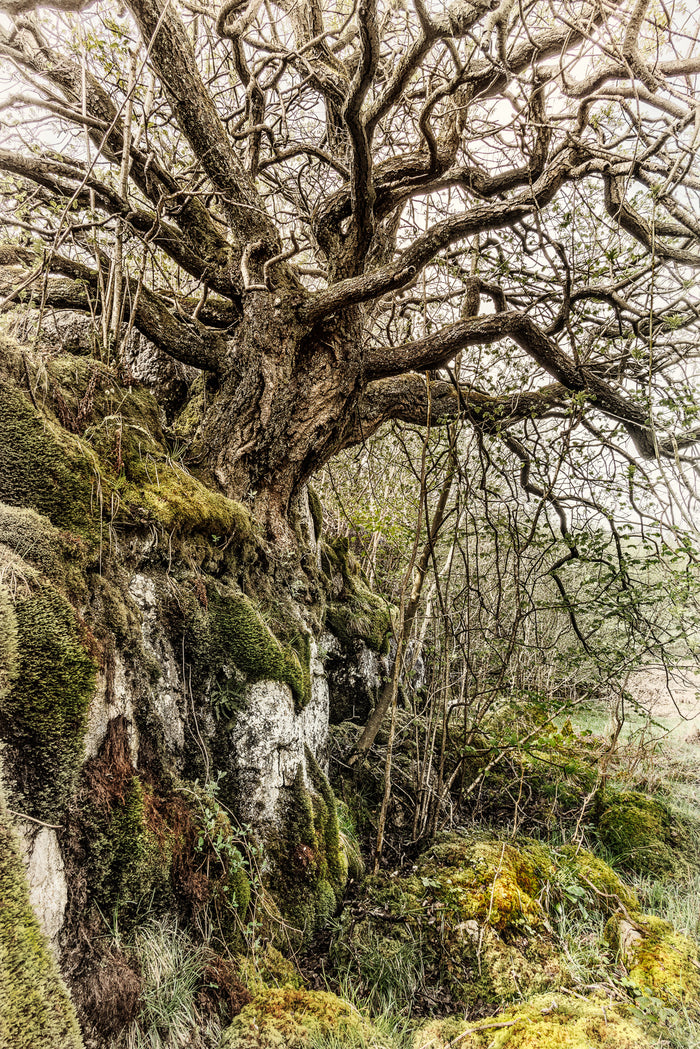 Mother Willow Artist's Proof Fine Art Print