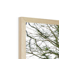 Woodwell Secrets Framed Print