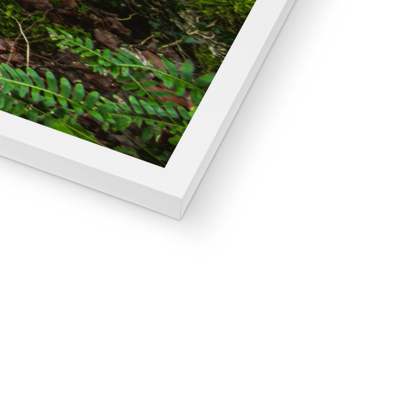 Woodwell Secrets Framed Print