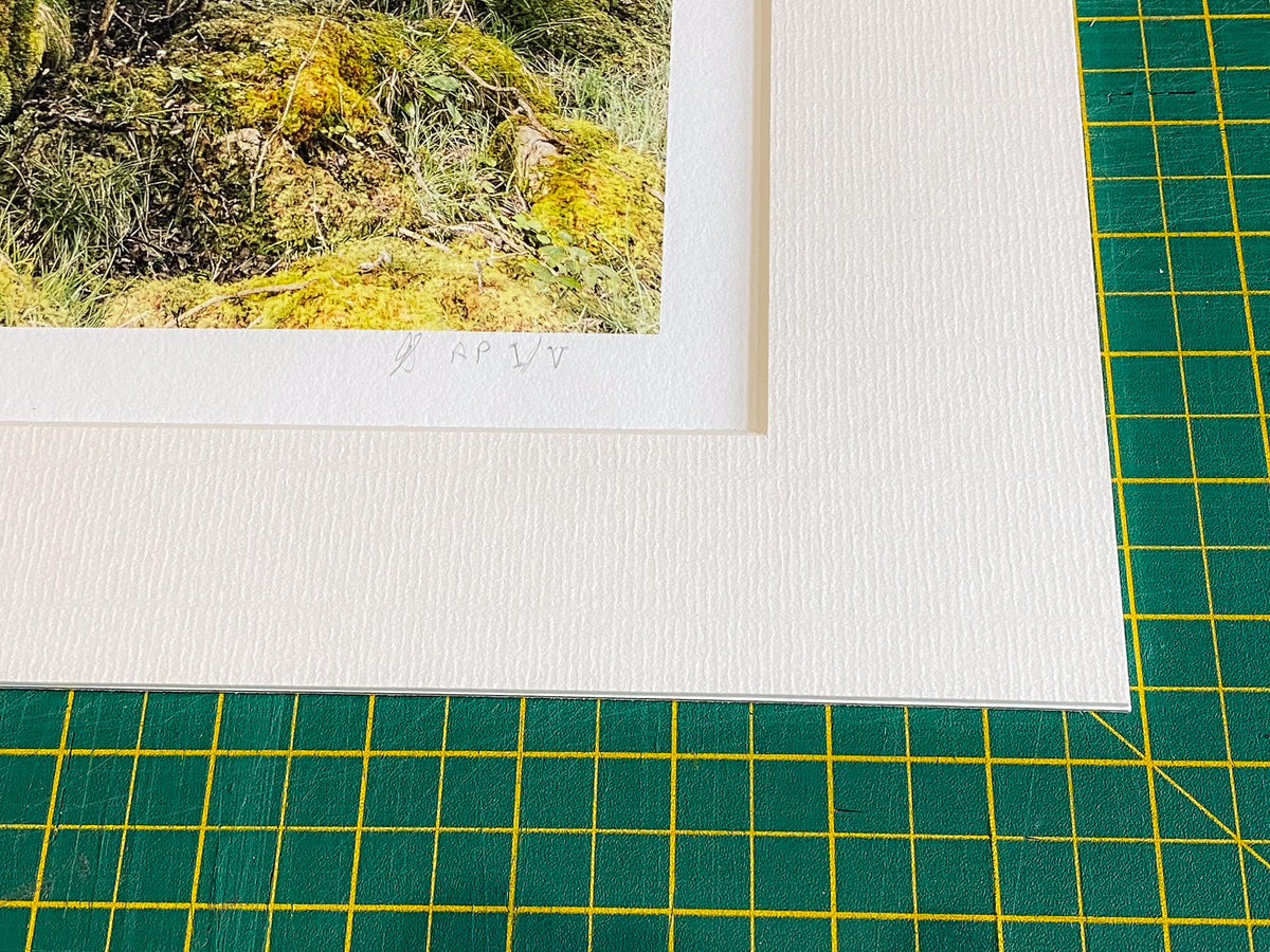 Mother Willow Artist's Proof Fine Art Print