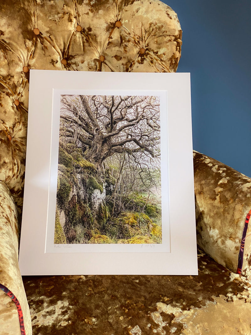 Mother Willow Artist's Proof Fine Art Print