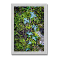 Ivy Clad Antique Framed Print