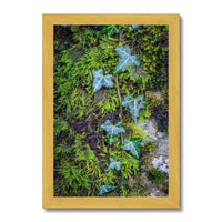 Ivy Clad Antique Framed Print