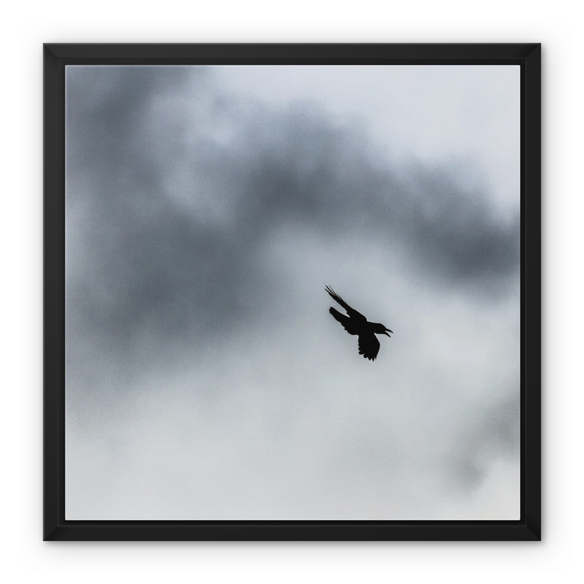 Storm Raven 3 Framed Canvas