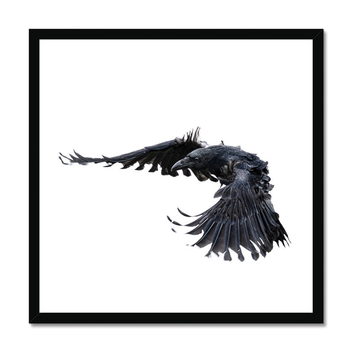 Raven 2 Budget Framed Poster