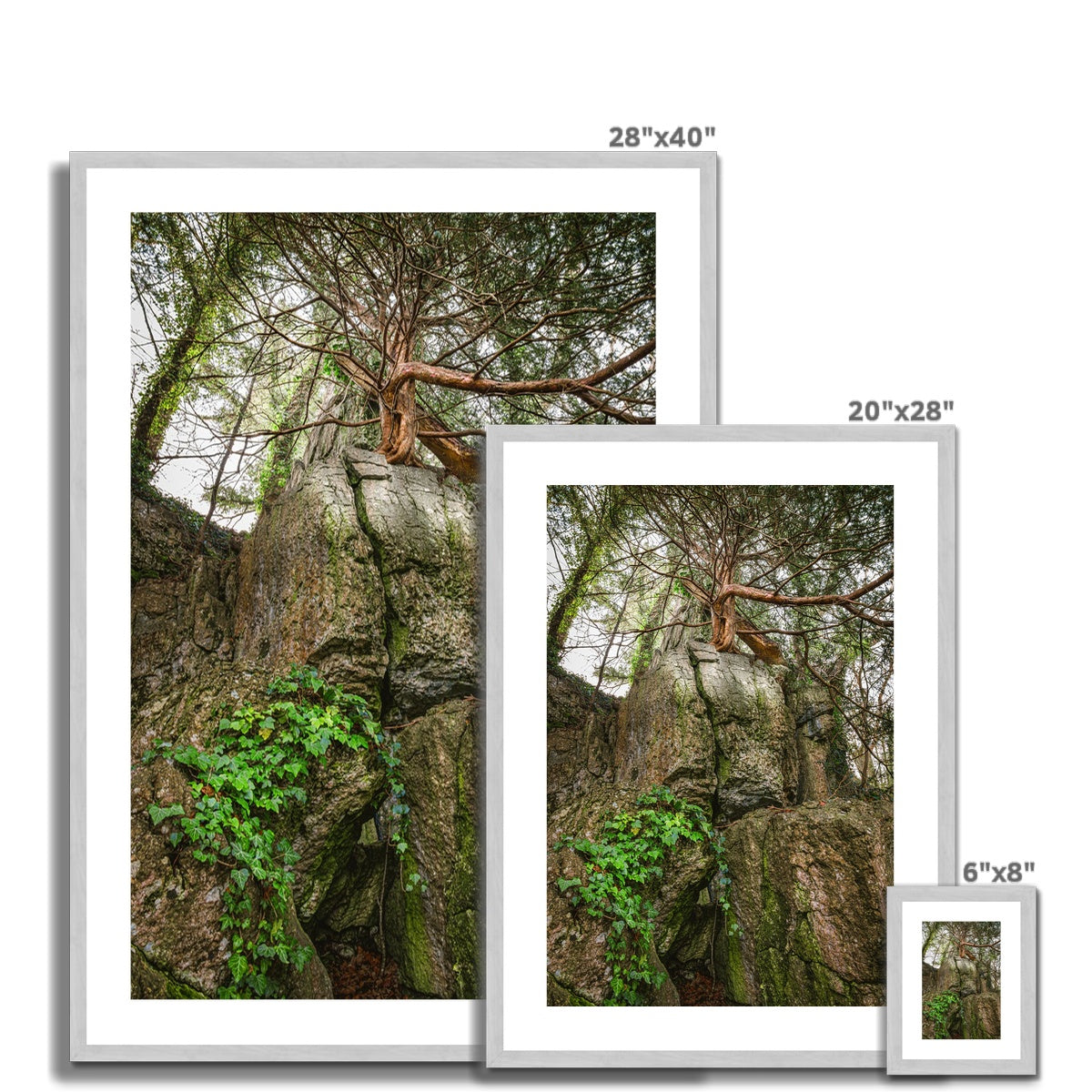 Boulder and Yew Antique Framed & Mounted Print