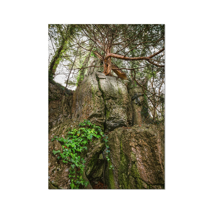 Boulder and Yew Fine Art Print
