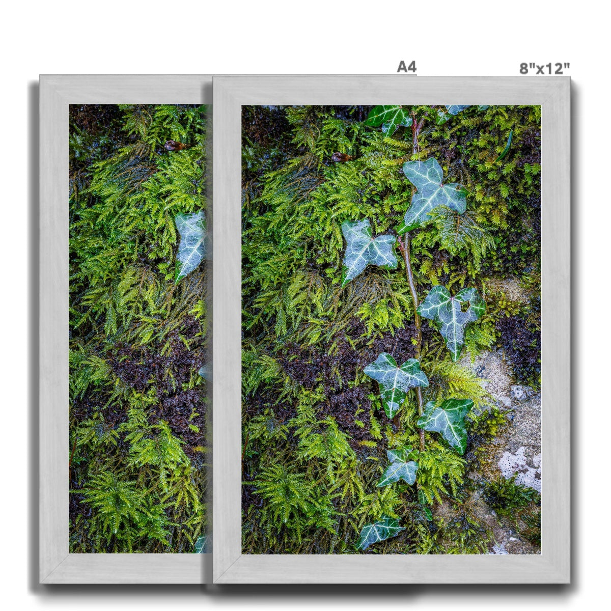 Ivy Clad Antique Framed Print