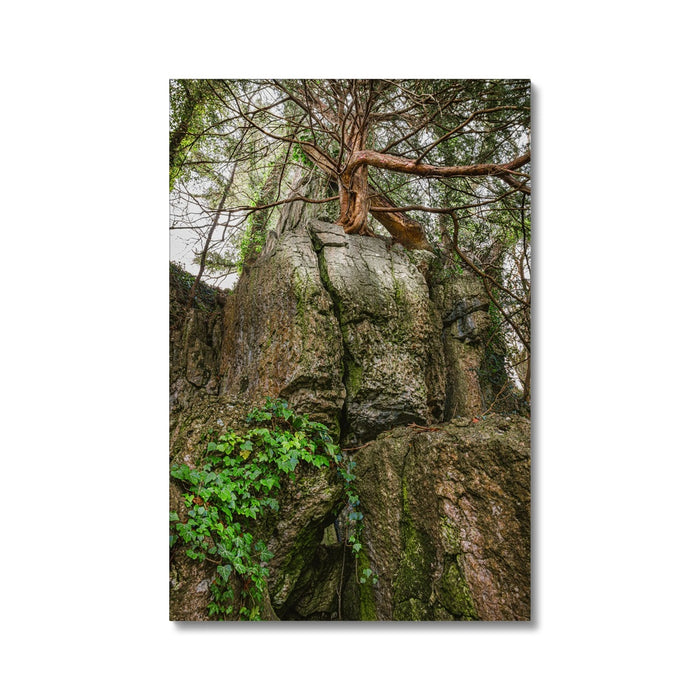 Boulder and Yew Canvas